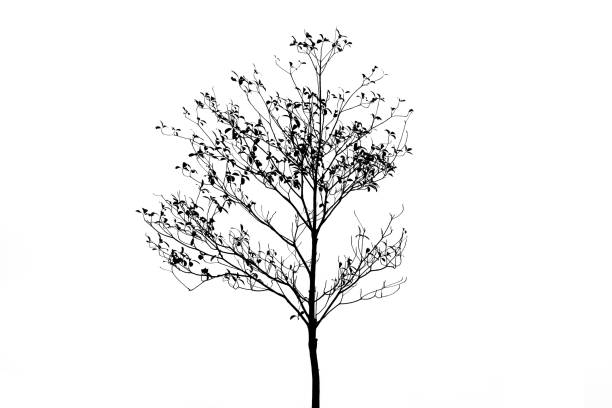 白い背景のシルエット落葉樹を分離します。 - oak tree treelined tree single object ストックフォトと画像