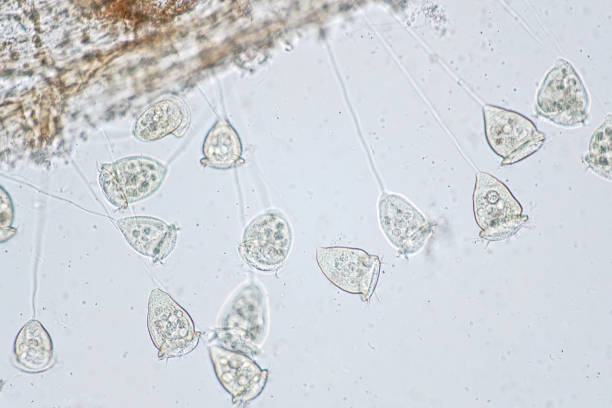istock Vorticella is a genus of protozoan under microscope view. 857009976