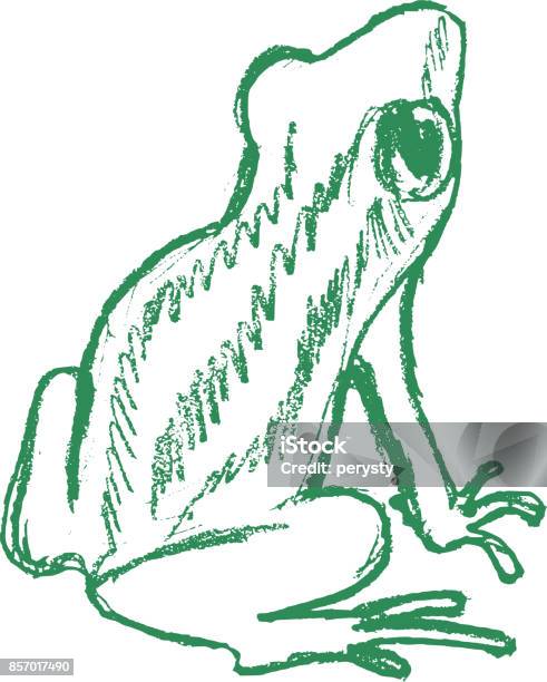Tree Frog Tropical Animal Stock Illustration - Download Image Now - Sketch, Frog, Drawing - Art Product