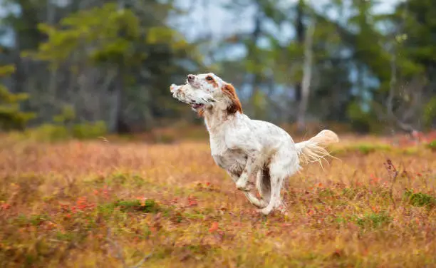 Photo of English Setter training retrieve in the Norwegian mountains at autumn, Oppland Norway