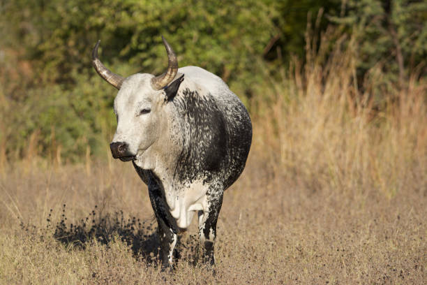 nguni cow nguni cow in botswana nguni cattle stock pictures, royalty-free photos & images