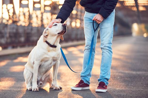 istock Morning walk with dog at the sunrise 857025028