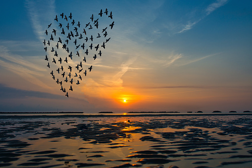 Birds silhouettes flying above the sea against sunrise in the form of heart.