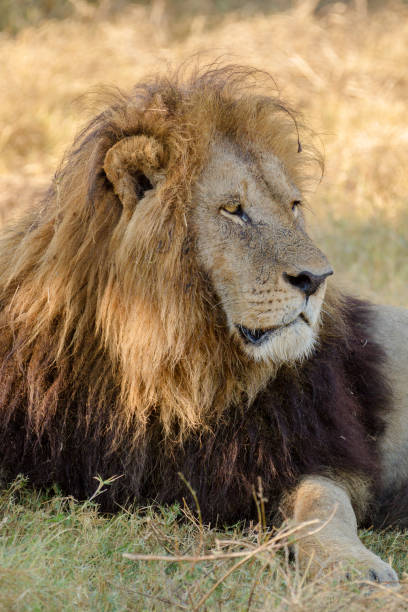 istock African lion portrait 857025134