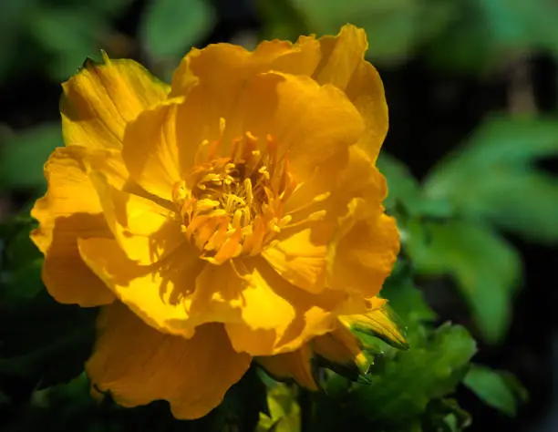 Close up of a single yellow globeflower in full bloom