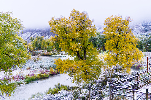 Fresh Snow and Fall Colors - Autumn snow storm blankest Cottonwod trees along the Eagle River in western Colorado USA.