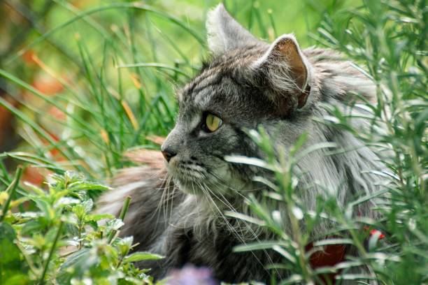istock beautiful maine coon in nature 857028894