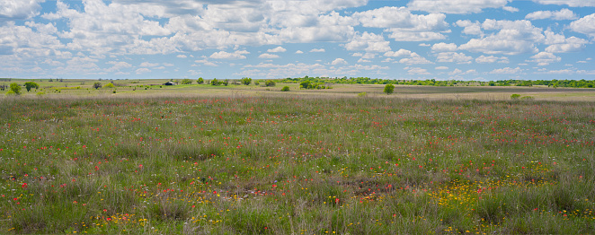 This photograph of afternoon clouds and Indian Paintbrush was taken in April, in an Oklahoma prairie.
