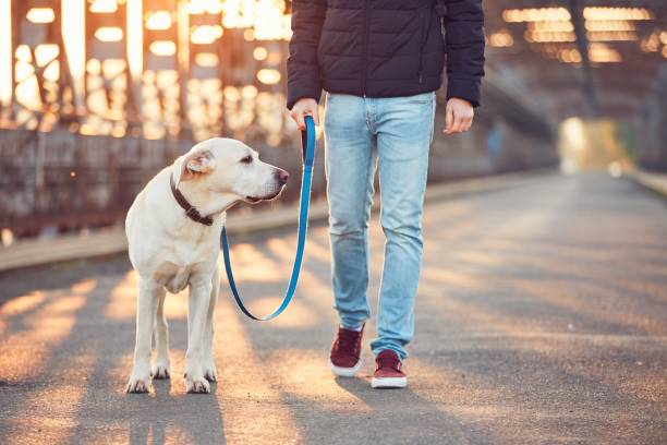 Morning walk with dog at the sunrise