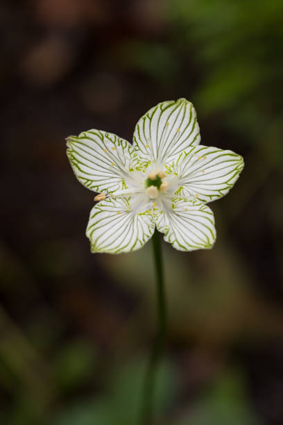 istock Grass of Parnassus #1, Cossatot River S.P., Arkansas 857035272
