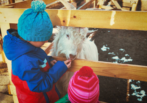 little boy and girl feeding goat at farm - animals feeding animal child kid goat imagens e fotografias de stock