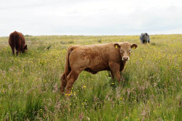 istock Scottish cow grazing on the Isle of Skye 857036424