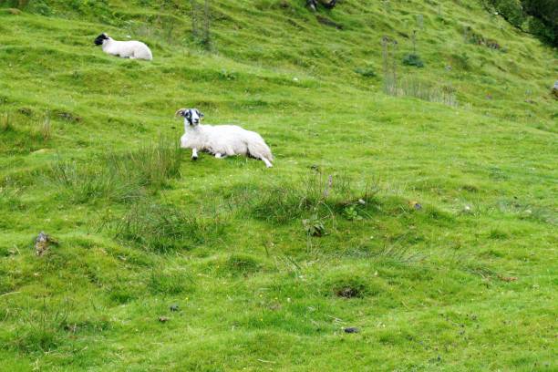 istock Scottish sheep grazing on the Isle of Skye 857036484