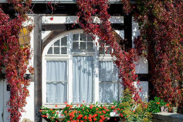 istock White house with virgin grape in autumn season 857036820