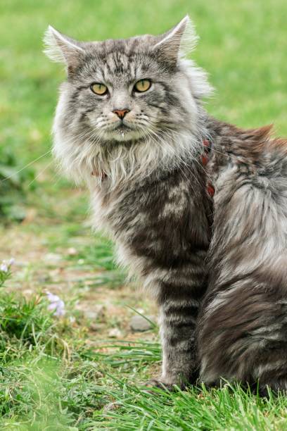 istock beautiful maine coon in nature 857041058