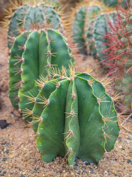 istock closeup of the cactus. 857041264