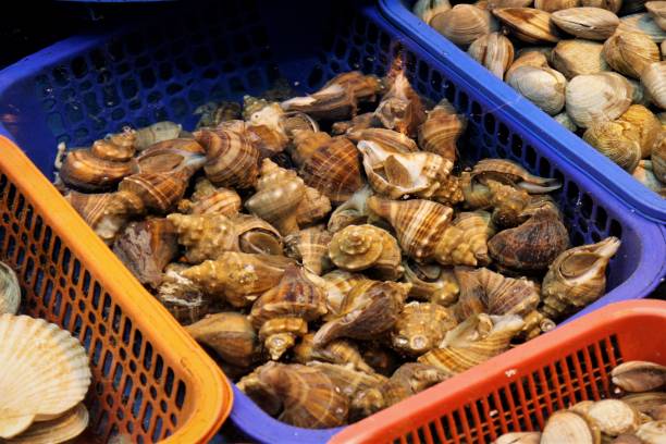 istock live conch in Seafood Market 857041278