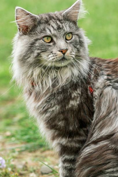 istock beautiful maine coon in nature 857041506