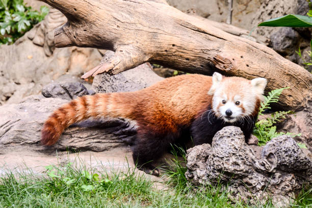 istock Red Panda Firefox Mammal Animal 857041656