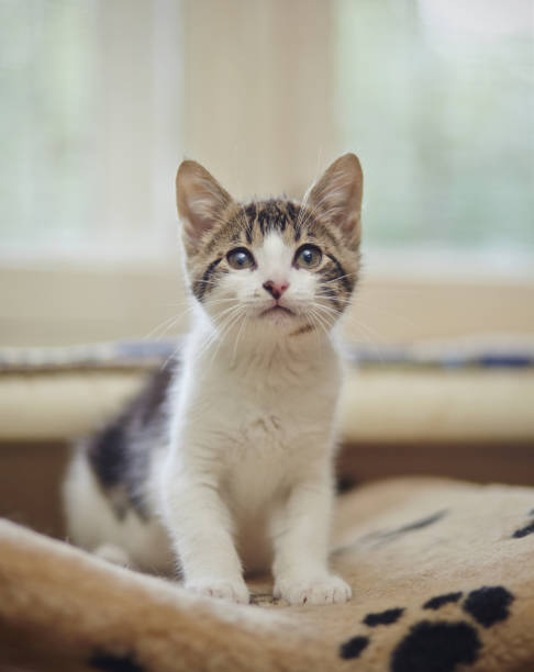 istock Kitten of a white color with striped spots 857041704
