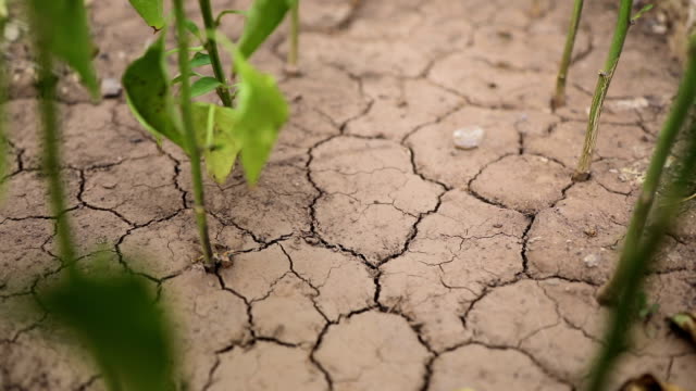 Plants growing from dry cracked earth