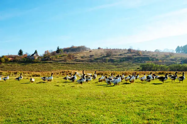 Photo of The herd of white adult geese grazing at the countryside on the
