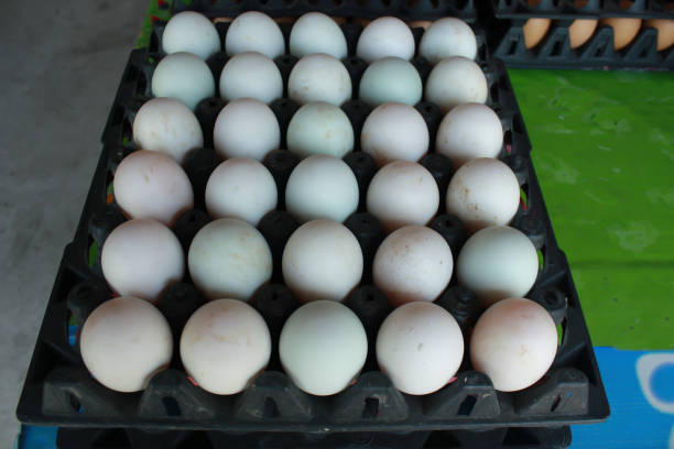 duck eggs in black plastic panel ready for sale - packing duck imagens e fotografias de stock