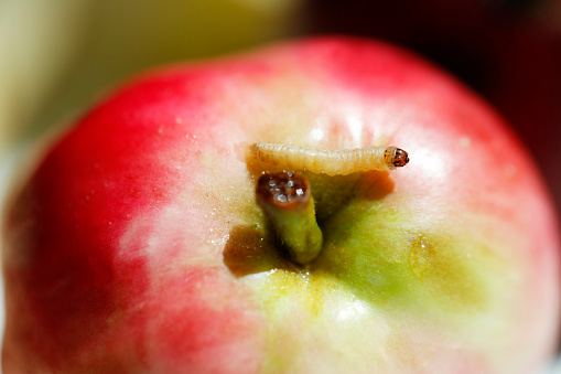 A DSLR close-up photo of a worm on a red apple. Shallow depth of field.