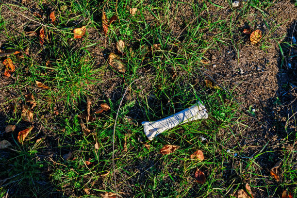 秋の緑の草の上に横たわる動物の 1 つの小さな骨の葉します。 - マサチューセッツ州 グリーンフィールド ストックフォトと画像