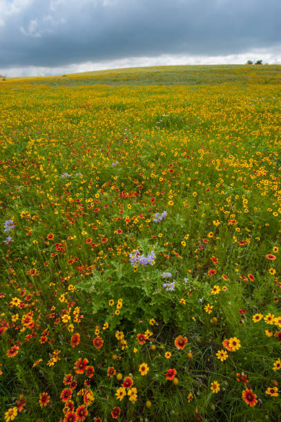 istock Wildflower Blanketed Hillside, Wichita Mountains, Oklahoma 857061434