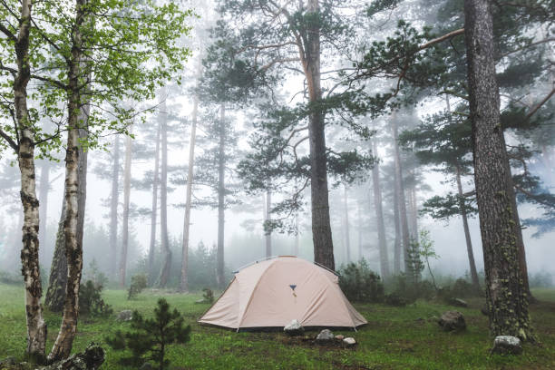 tienda ligera gris en bosque de niebla. tiempo brumoso frío y húmedo en caminata, noche de estancia en camping - confucian forest fotografías e imágenes de stock