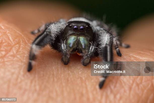 Un Ritratto Ravvicinato Di Un Bellissimo Maschio Didio Regius - Fotografie stock e altre immagini di Ambientazione esterna