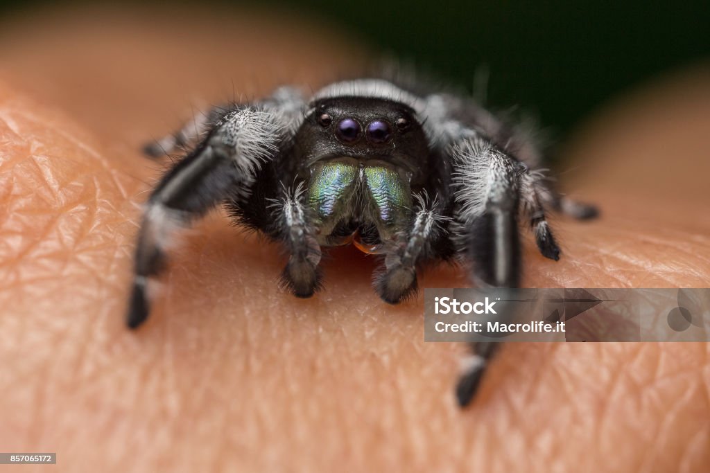 A close portrait of a beautiful male Phidippus regius A close portrait of a beautiful jumping spider of species Phidippus regius Animal Stock Photo