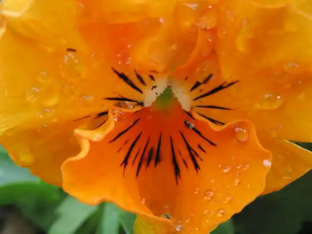 Macro photograph of a bright orange pansy flower