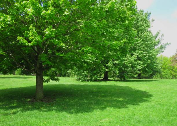 Shade tree at the park A tree and its shadow on a sunny day at Vander Veer Park in Iowa. shade stock pictures, royalty-free photos & images