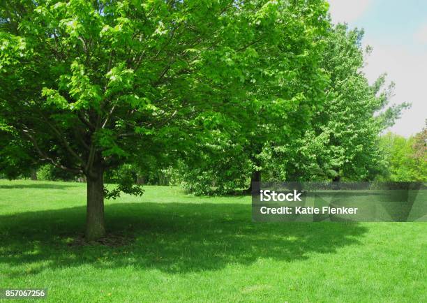 Shade Tree At The Park Stock Photo - Download Image Now - Shade, Tree, Green Color