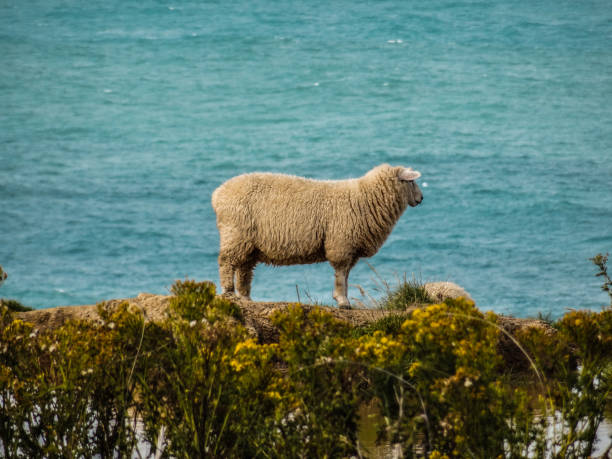istock New Zealand South Island 857068476