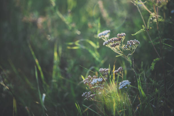 istock Wild grasses and yarrow on summer day 857068720