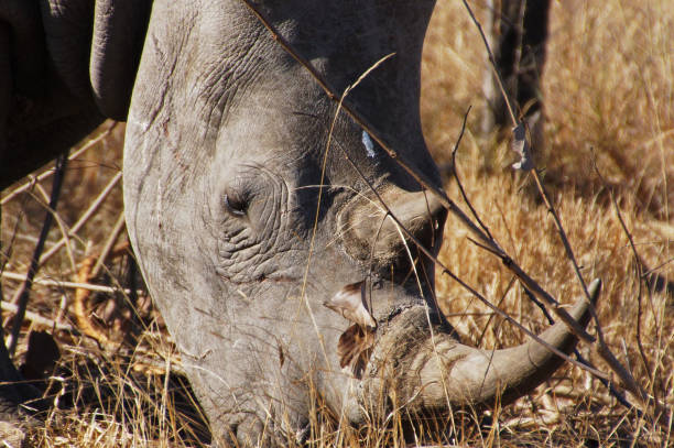 istock A rhino head in savannah grass 857068982