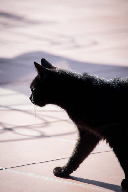 istock Black cat walking across paved tiles 857075776