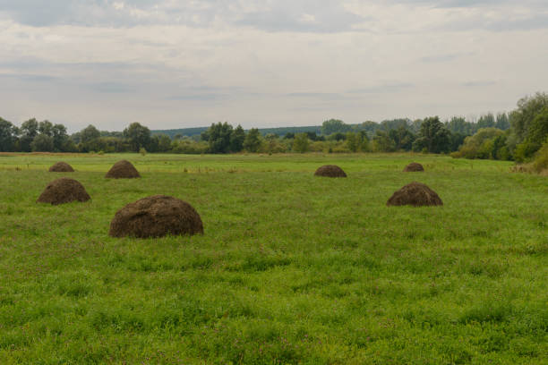 Haystacks in County Kerry / Ireland