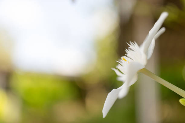 fleur blanche fleur au soleil - spring close up daisy yellow photos et images de collection