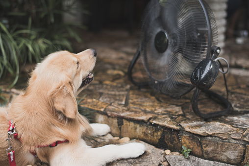 golden retriever with blurry background fan cooling. heat stroke concept.