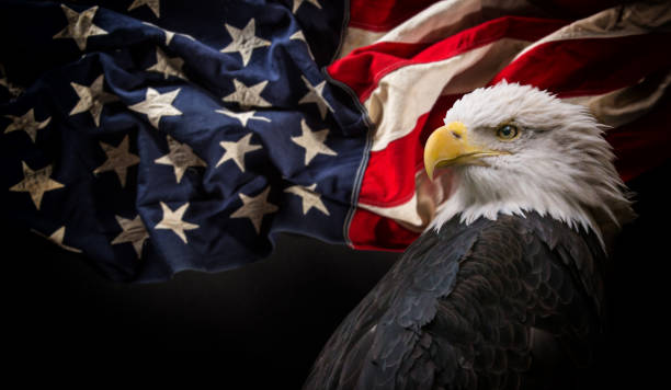 American Bald Eagle with Flag American Bald Eagle - symbol of america -with flag. United States of America patriotic symbols. eagle defense pictures stock pictures, royalty-free photos & images