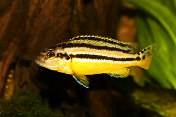 auratus ciclide melanochromis auratus golden mbuna pesce d'acquario isolato - brooder foto e immagini stock