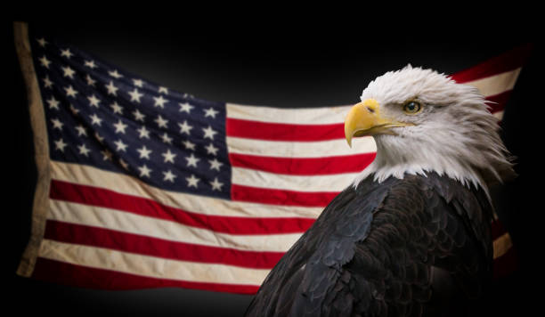 플래그와 함께 미국 흰머리 독수리 - symbol military star eagle 뉴스 사진 이미지