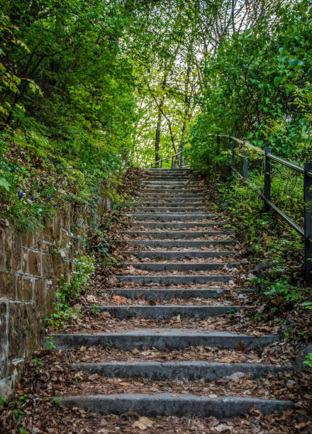 istock Beautiful climbing path between green leaves in the nature 857081924