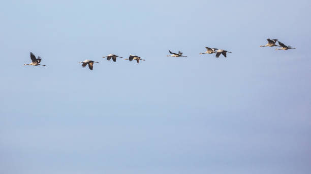 istock Group of Common crane ( Grus Grus) in the sky above 857082846