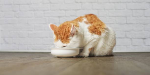 istock Longhair cat eating from a food bowl 857082938