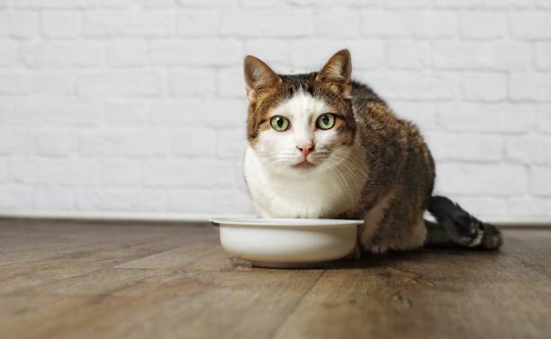 istock Old cat sitting on a food bowl. 857082952